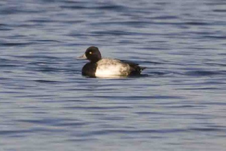Lesser Scaup