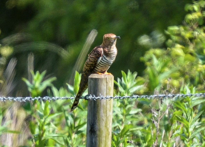 Cuckoo