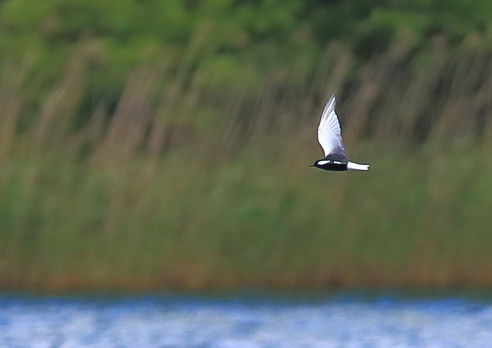 White-winged Black Tern