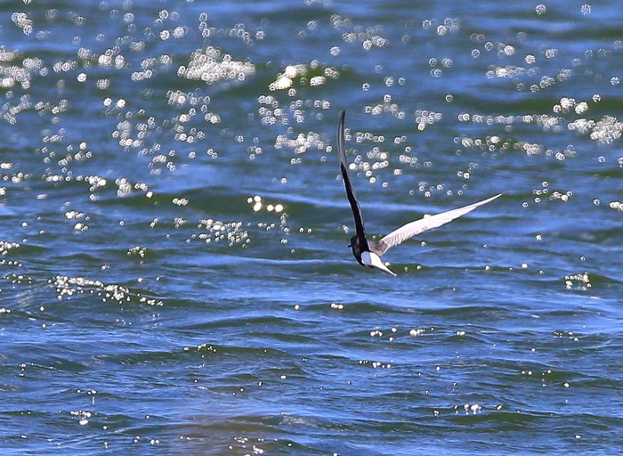 White-winged Black Tern