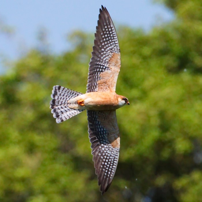 Red-footed Falcon