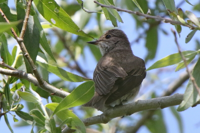 Spotted Flycatcher