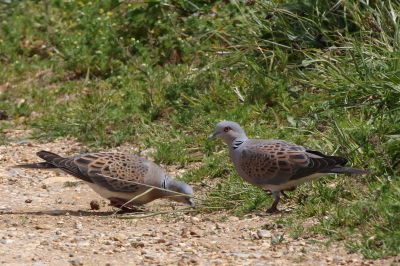 Turtle Dove