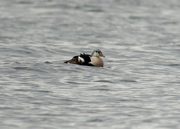 King Eider