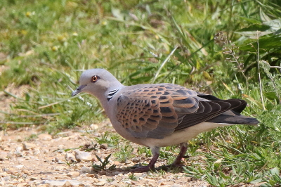 Turtle Dove