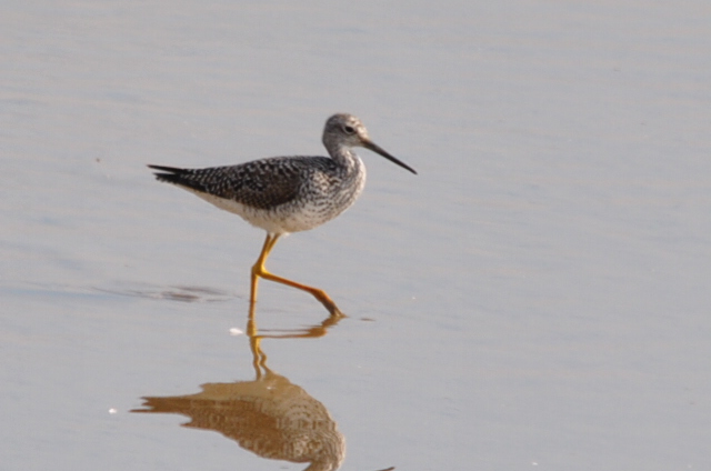 Greater Yellowlegs