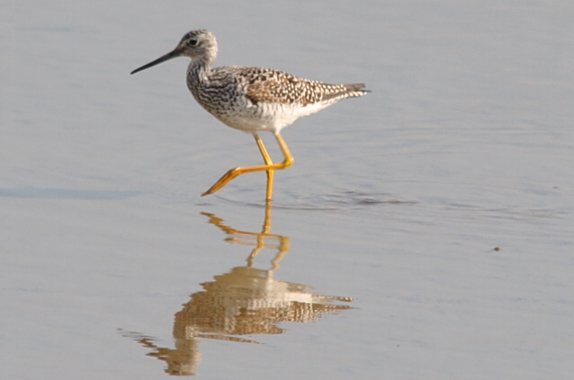 Greater Yellowlegs
