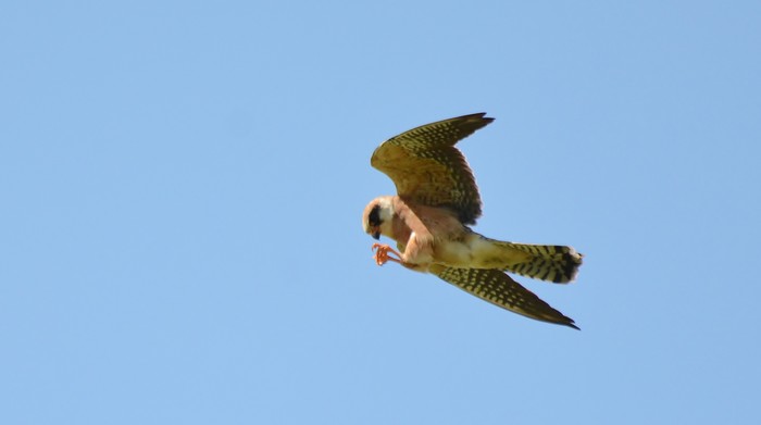 Red-footed Falcon