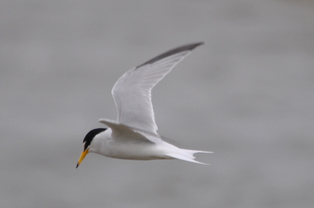 Little Tern