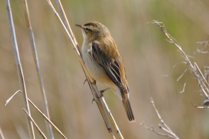 Sedge Warbler