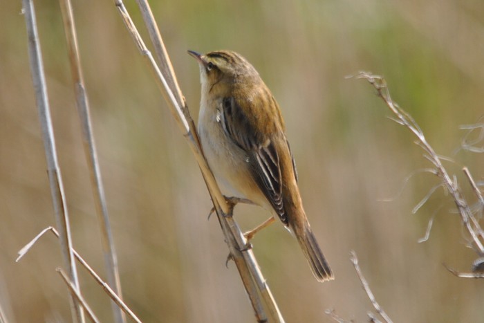 Sedge Warbler