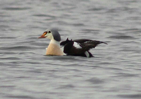 King Eider