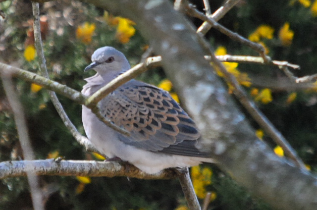 Turtle Dove