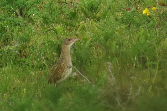 Corncrake