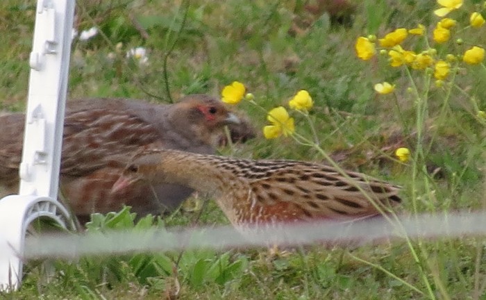 Corncrake