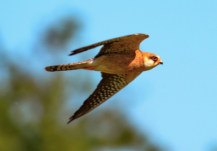 Red-footed Falcon