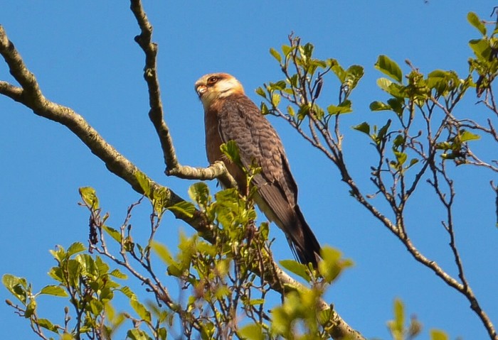 Red-footed Falcon