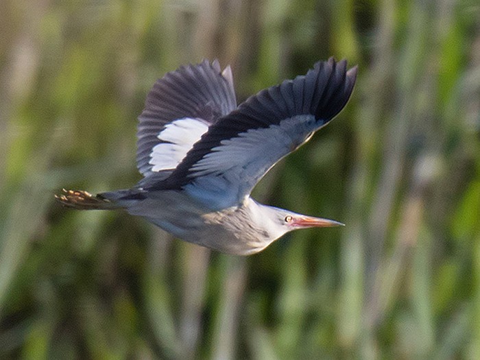 Little Bittern