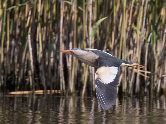Little Bittern