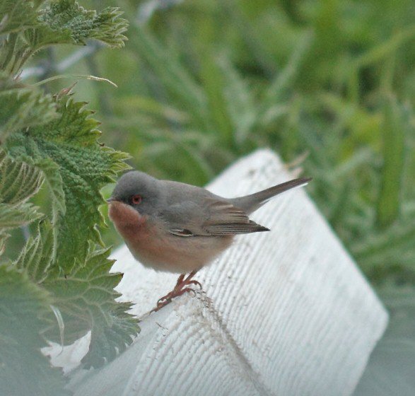 Subalpine Warbler