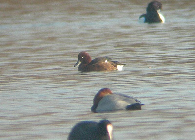 Ferruginous Duck