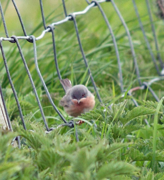 Subalpine Warbler