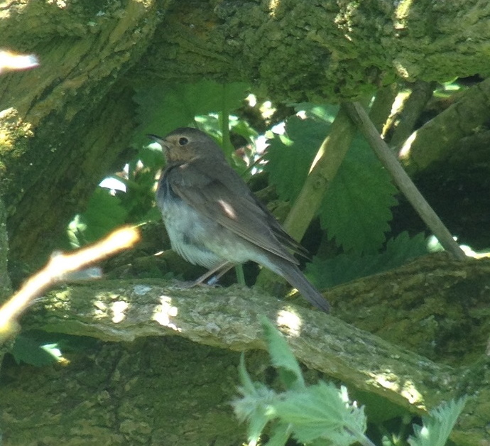 Swainson's Thrush