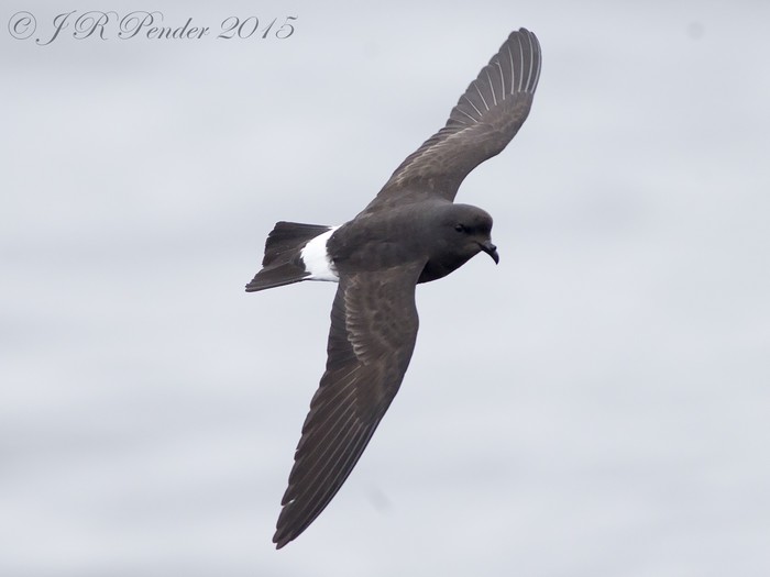 Storm Petrel