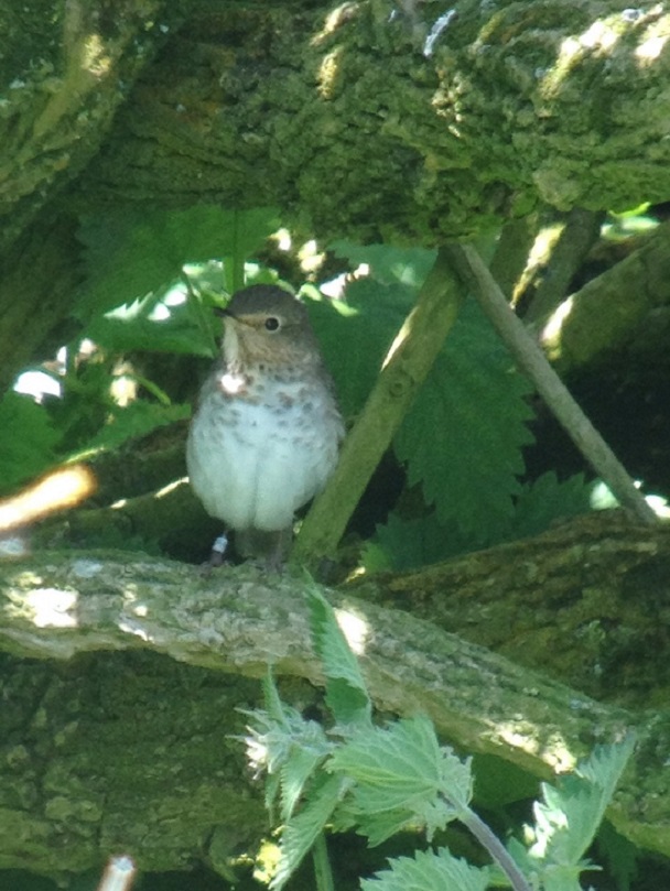 Swainson's Thrush
