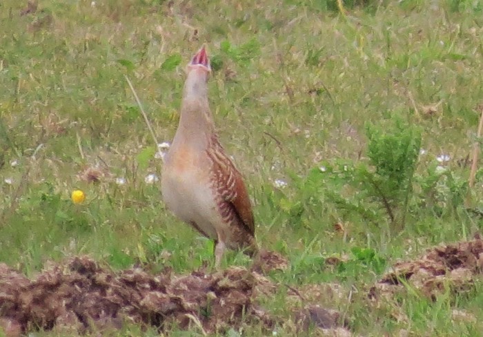 Corncrake