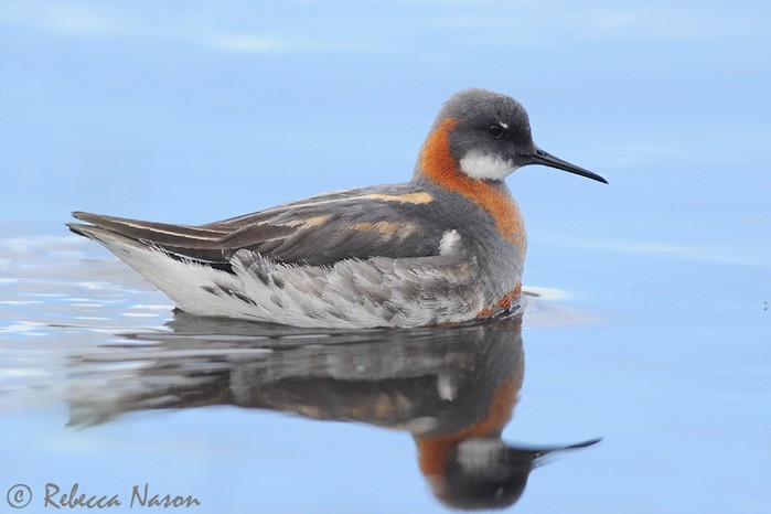 Red-necked Phalarope