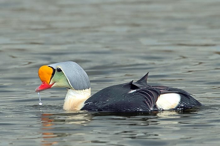 King Eider