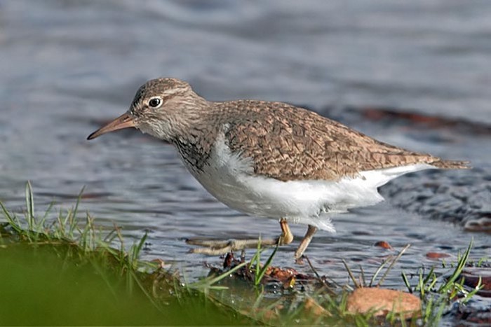 Common Sandpiper