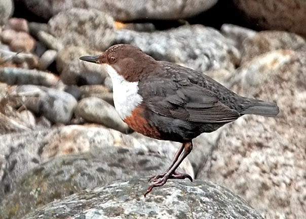 Dipper