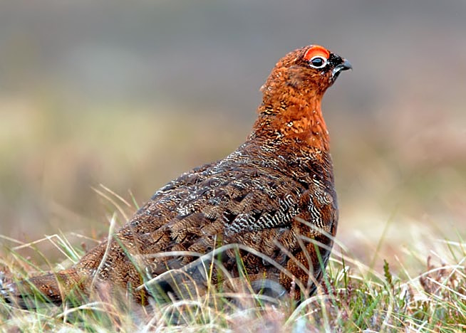 Red Grouse