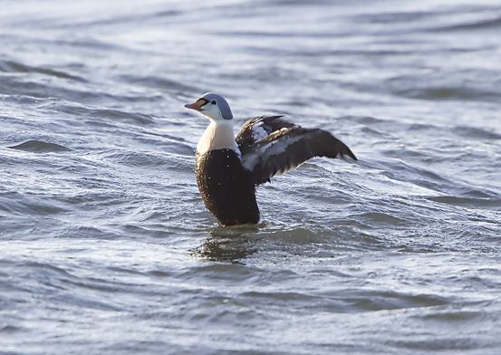 King Eider