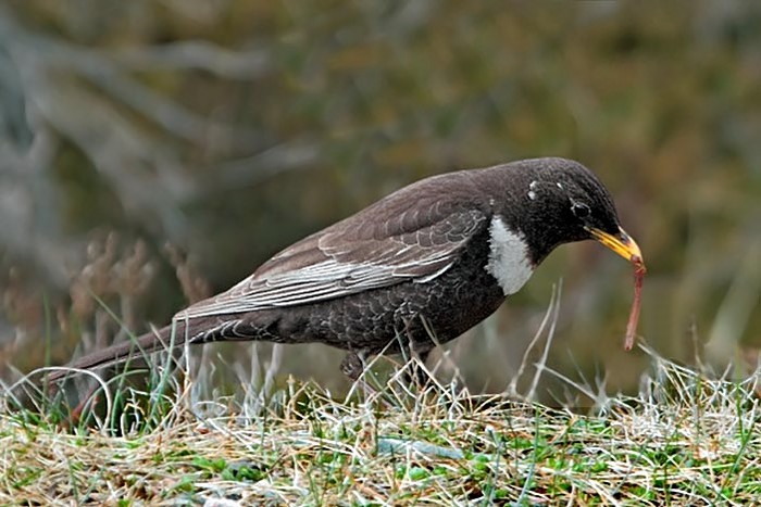 Ring Ouzel