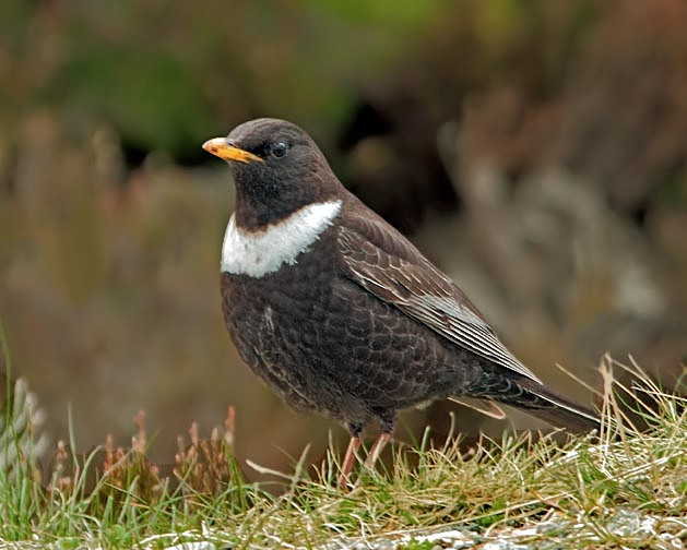 Ring Ouzel