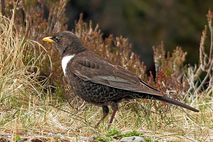 Ring Ouzel
