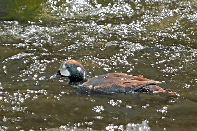Harlequin Duck