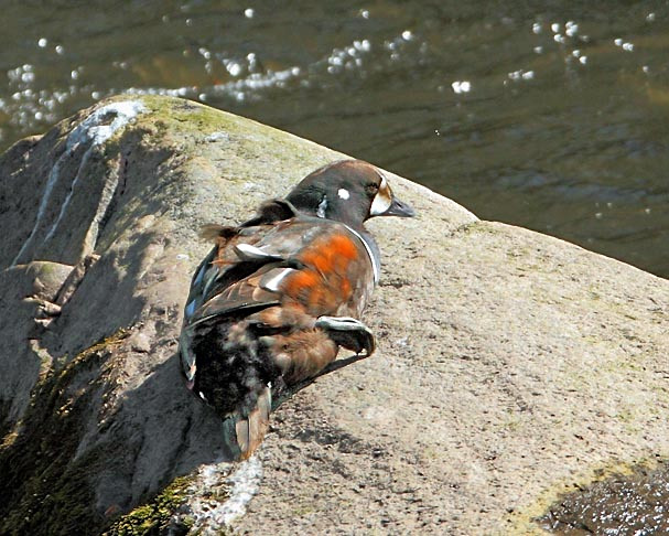 Harlequin Duck