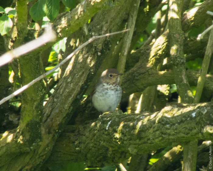 Swainson's Thrush