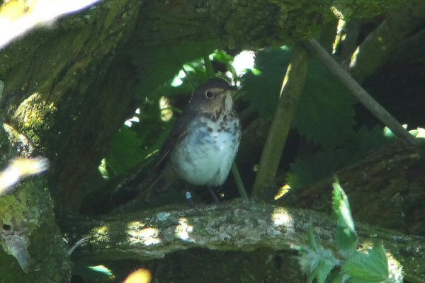 Swainson's Thrush