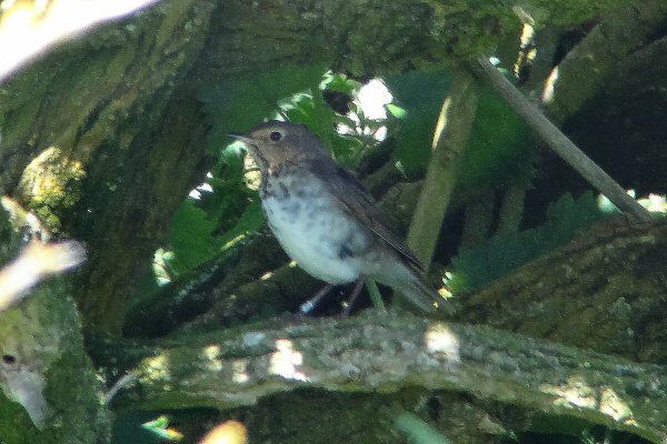 Swainson's Thrush