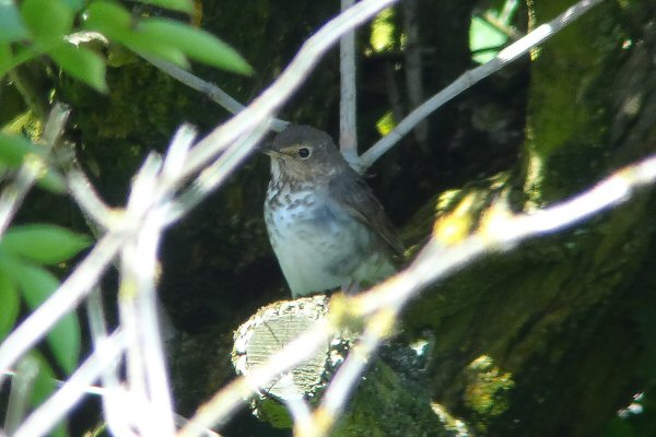 Swainson's Thrush