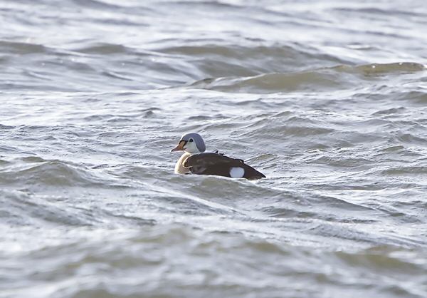 King Eider