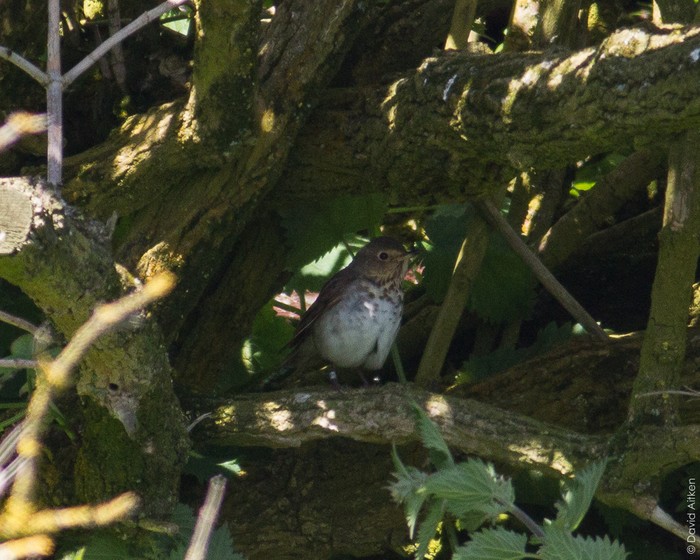 Swainson's Thrush