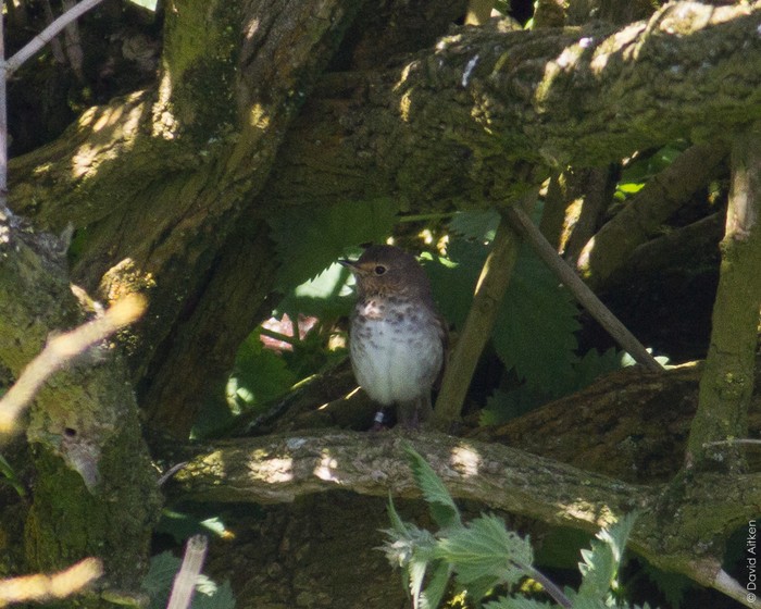 Swainson's Thrush