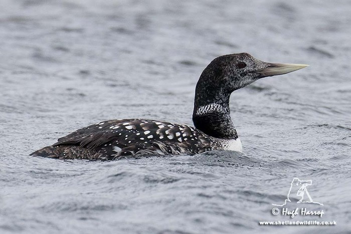 White-billed Diver