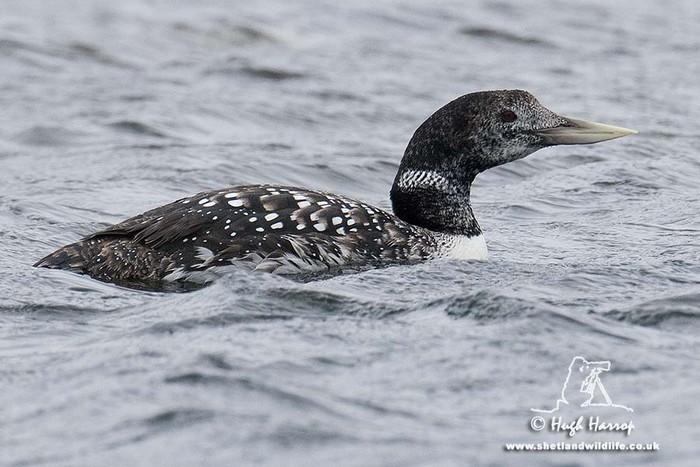White-billed Diver